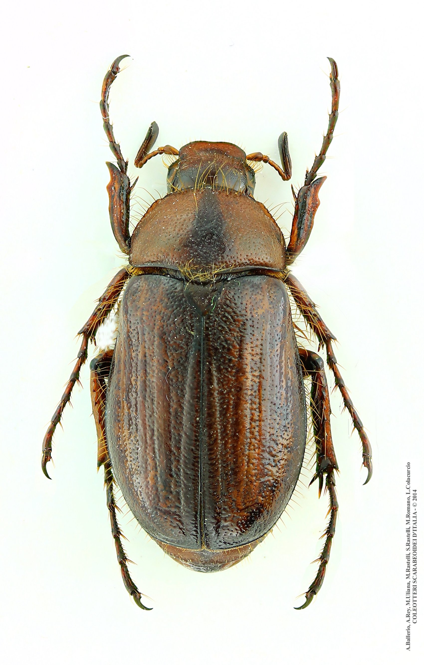 Rhizotrogus maculicollis, maschio